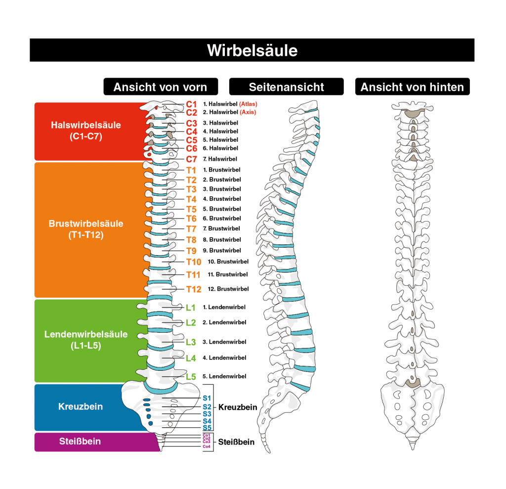 Die Wirbelsäule mit Informationen zu den Wirbeln