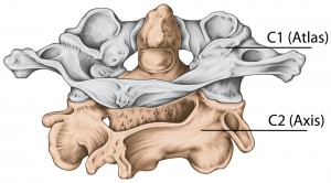 Atlas Wirbel der Halswirbelsäule