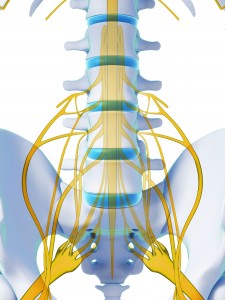Nerven der Beine treten aus dem Wirbelkanal 